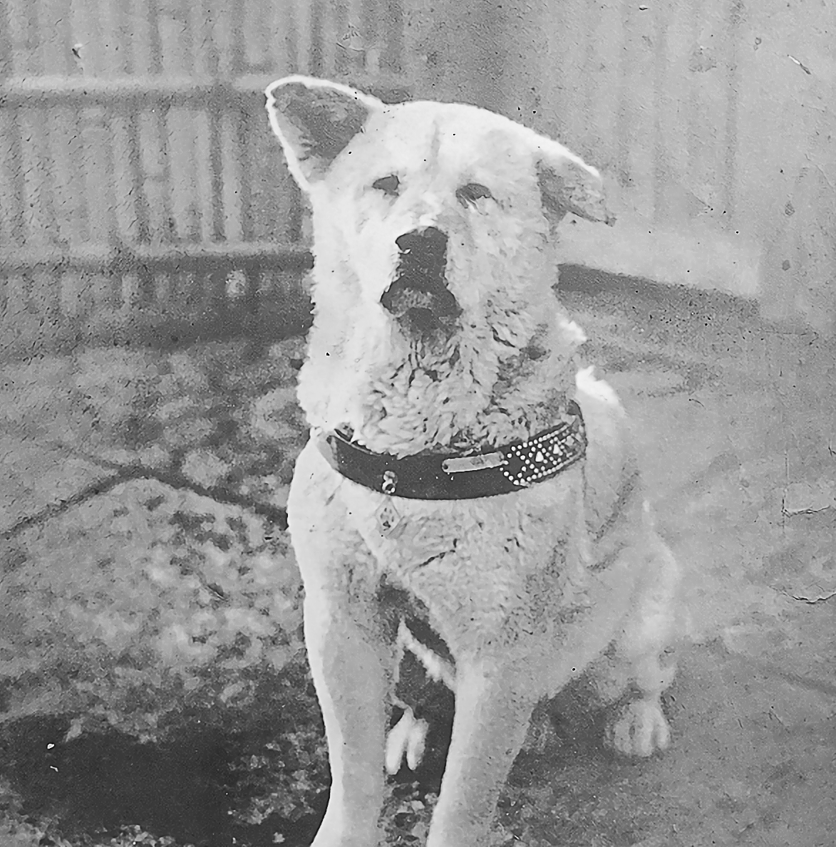 日本人と愛犬の歴史