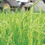縄文人は狩猟した動物や山菜を食べるだけではなく豆などの栽培を行っていた⁉【縄文最新研究】