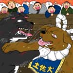 勝つためなら手段も選ばない!? 明治から続いた因縁の闘犬バトル秋田犬VS土佐犬