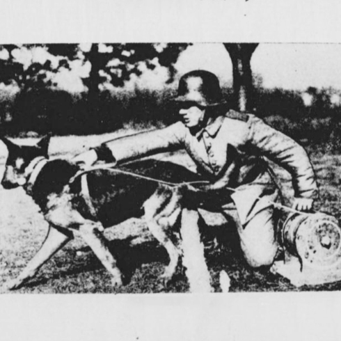 不要になった軍用犬を檻に入れて海に沈め……戦争に動員された犬の末路