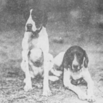 日本における「犬の売買」はどうあるべきか？　明治以降のペットショップ文化の歴史