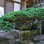 『日本書紀』に記されたモンスター「土蜘蛛」の正体　ヤマト王権が“惨殺”した「まつろわぬ民」の悲劇とは【古代史ミステリー】