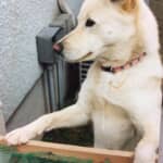 狩りの相棒か、愛玩目的か、食用肉か……古代日本の人々と犬の関係とは？