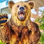 ヒグマが母と子を食い尽くし、討伐に向かった男も行方不明に…　死者４人を出した「石狩沼田幌新事件」はなぜ起きたのか？