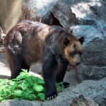 人喰いヒグマを解剖して実食した恐怖の体験　死者４名をだした「札幌丘珠事件」の顛末