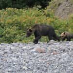 人の食料に味をしめた熊の脅威　ヒグマに狙われ襲撃された学生たちの恐怖の３日間