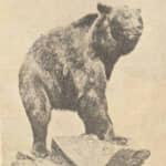 馬の胸を引き裂き、人の頭を打ち砕く…　ヒグマについて戦前の児童向け書籍に記された「凄惨な事件」とは？