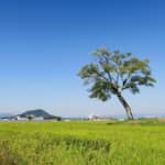 古代日本には多く存在した「女性天皇」どのように選ばれ、どのような役割だったのか？─世間をにぎわせる「女性天皇」を問う─