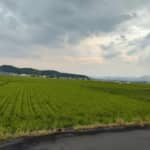 古代にも「コメ問題」があった！　「五世の孫」の不文律と「三世一身の法」から考える政治