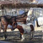 聖地富士山のふもとの神社で見た珍しい光景、境内のはずなのに「馬」が多すぎてほぼ牧場！？　